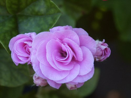 Blue Sybil - Hngpelargoner.