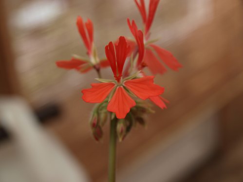 Bob Newing - Stjrnpelargoner.