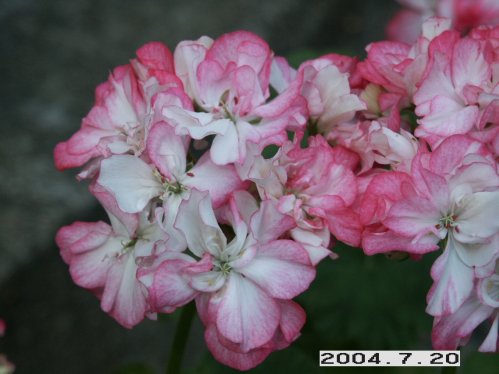 Dusty Rose Tysk - Rosenknoppspelagoner.