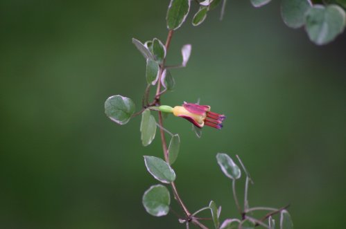 F. Procumbens var - Hngande Fuchsia.