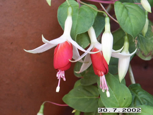 Frosted Flame - Hngande Fuchsia.