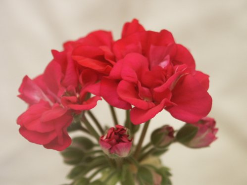 Nirs Anna - Zonalpelargoner.