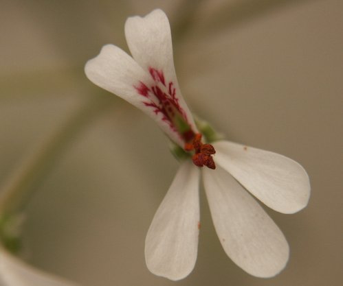 P. dichondraefolium - Vilda Pelargoner .