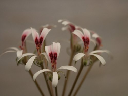 P. petroselinifolium - Vilda Pelargoner .