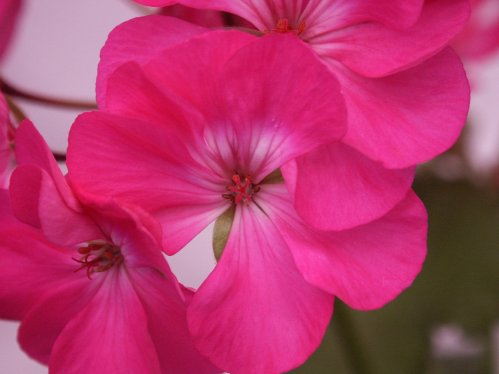 Pac Penve - Zonalpelargoner.
