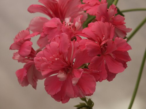 Pink Carnation - Hngpelargoner.