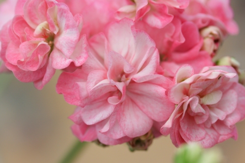Pink Dahlia Flowered - Zonalpelargoner.