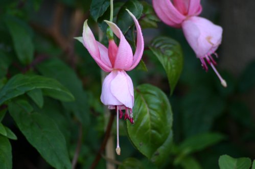 Pink Galore - Hngande Fuchsia.