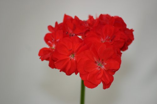Red Dahlia Flowered - Zonalpelargoner.