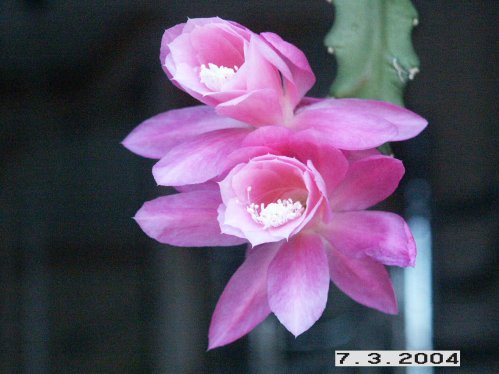 Rosa Bladkaktus - Kaktus.