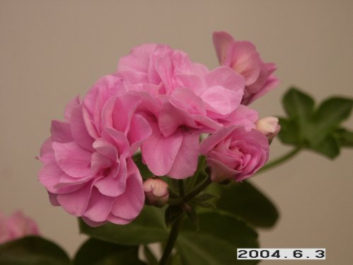 Summer-Rose Lilac - Hngpelargoner.