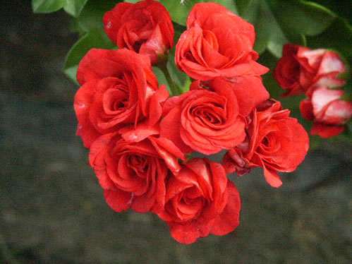 Summer-Rose Red - Hngpelargoner.