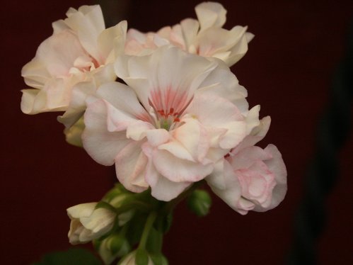 Two Dees - Mini- och Dvrgpelargoner.