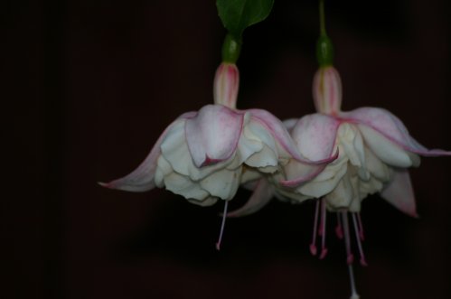 White Galore - Hngande Fuchsia.