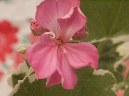 York Florist - Brokbladiga pelargoner .